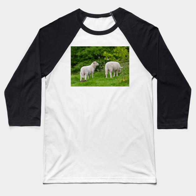 Sheep Baseball T-Shirt by jasminewang